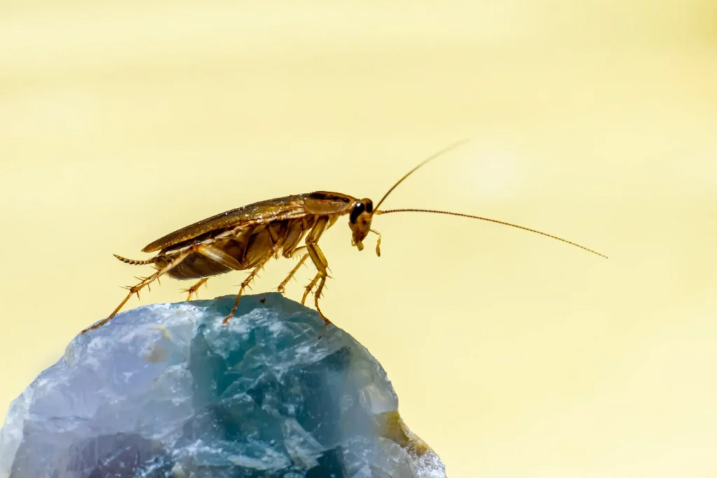 How to Get Rid of Common Winter Pests?