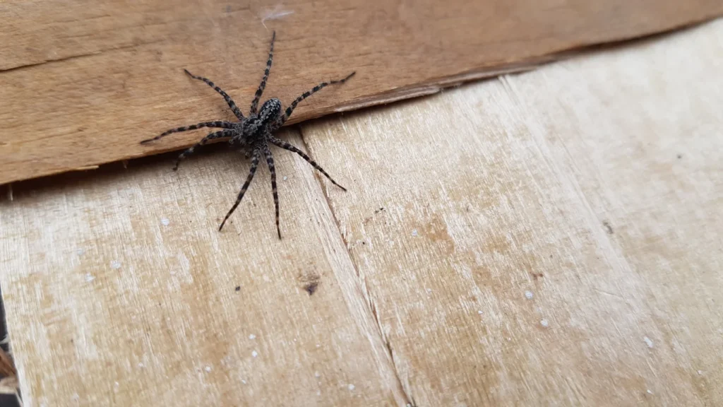 6 Helpful Tips to Get Rid of Spiders in Your Home