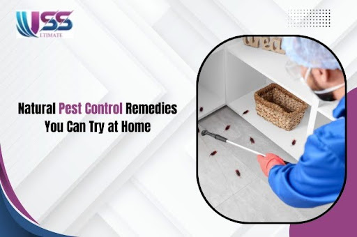 Natural Pest Control Remedies You Can Try at Home