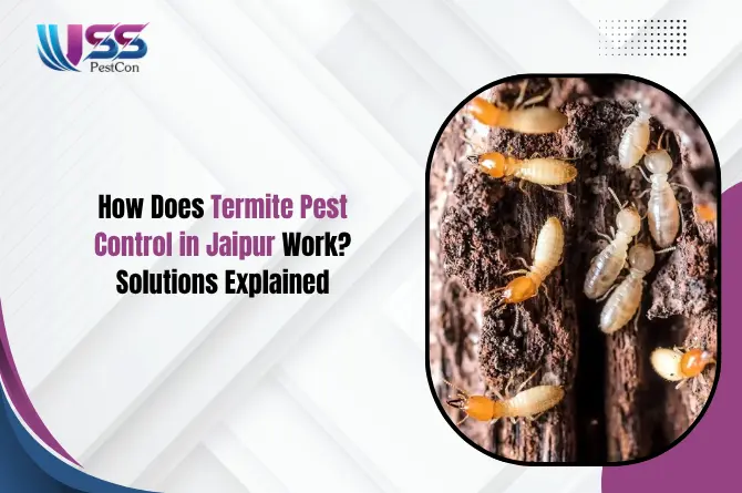 How Does Termite Pest Control in Jaipur Work? Solutions Explained