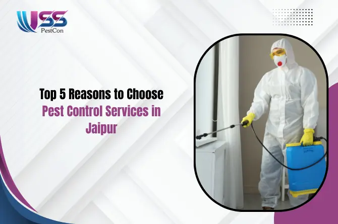 Top 5 Reasons to Choose Pest Control Services in Jaipur