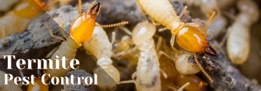 Termite Control Services in Jaipur
